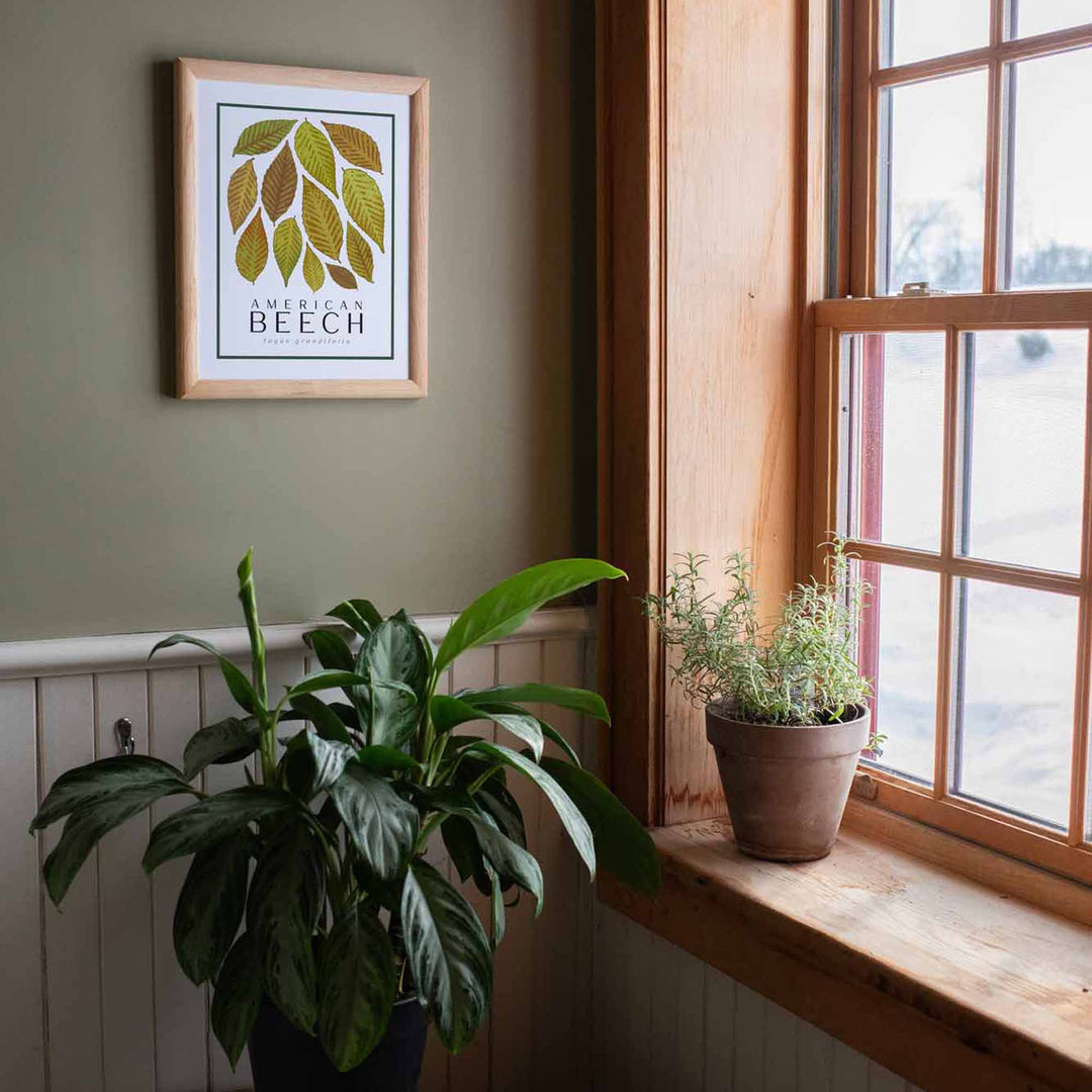 Beech | Tree Wall Art