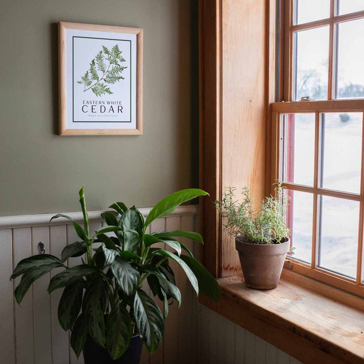 Cedar | Tree Wall Art