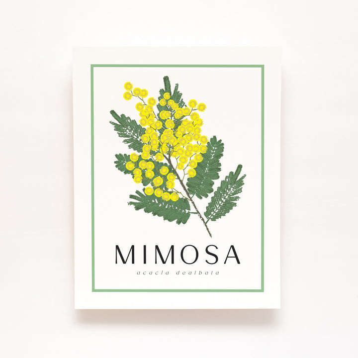 Mimosa | Flower Art Print