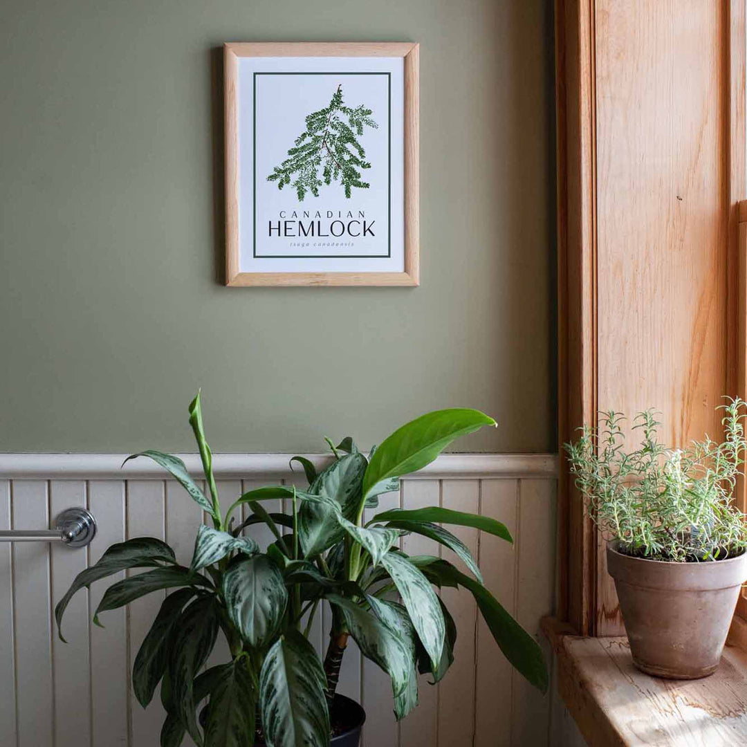 Hemlock | Tree Art Print