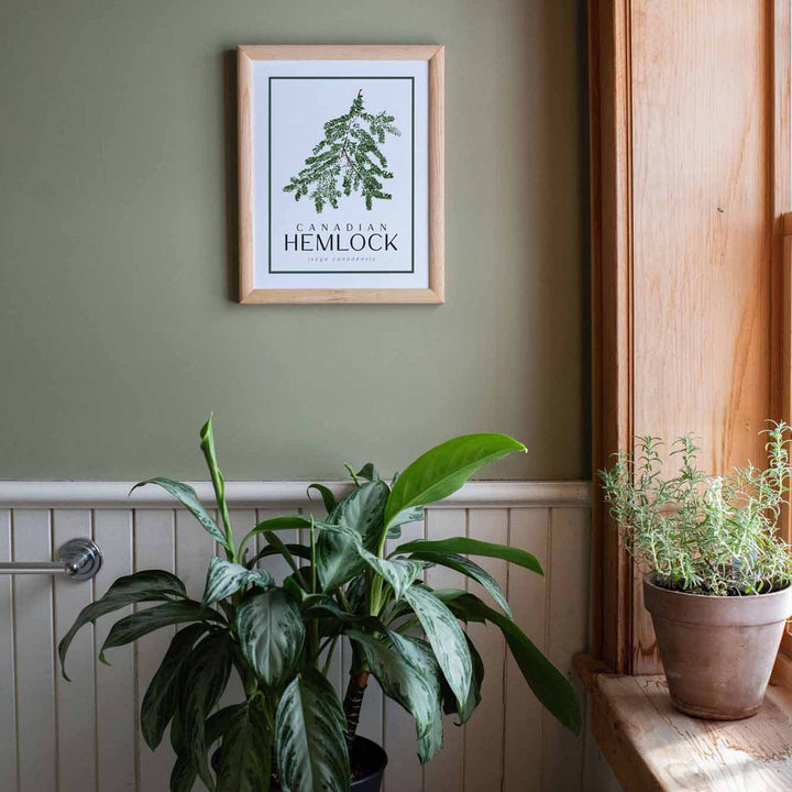 Hemlock | Tree Art Print