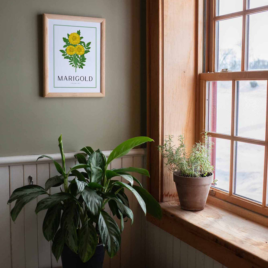 Marigold | Flower Art Prints