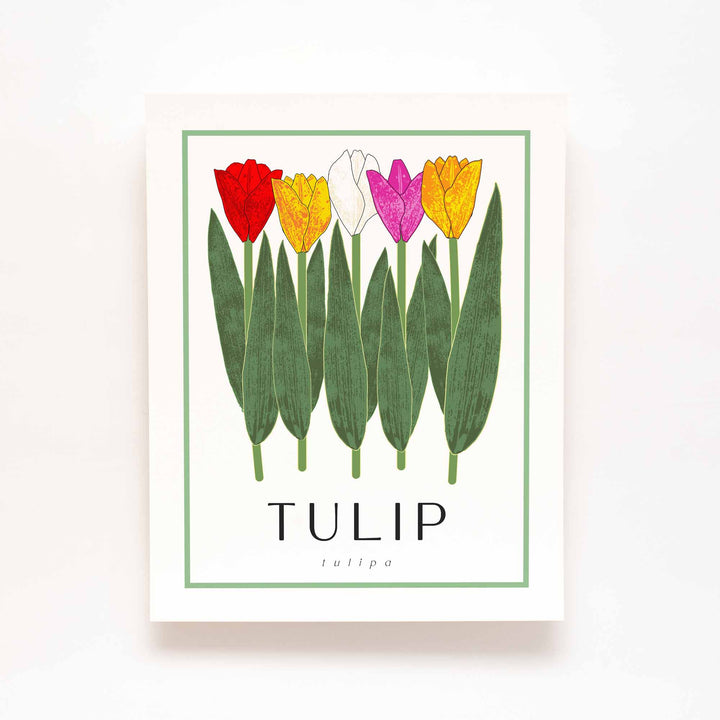 Tulip (Multi) | Flower Art Prints