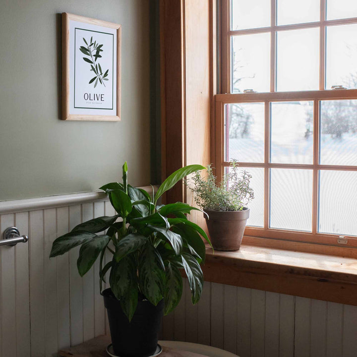 Olive | Tree Wall Art