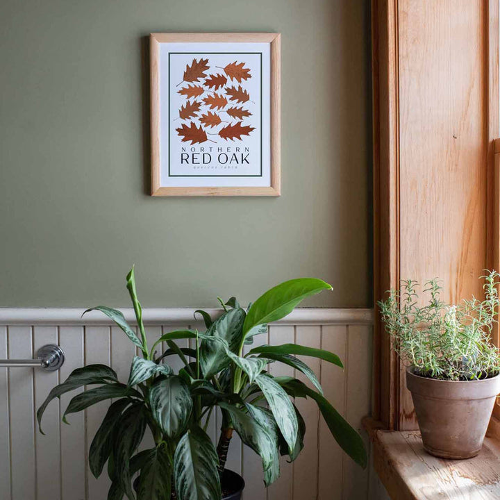 Red Oak | Tree Wall Art