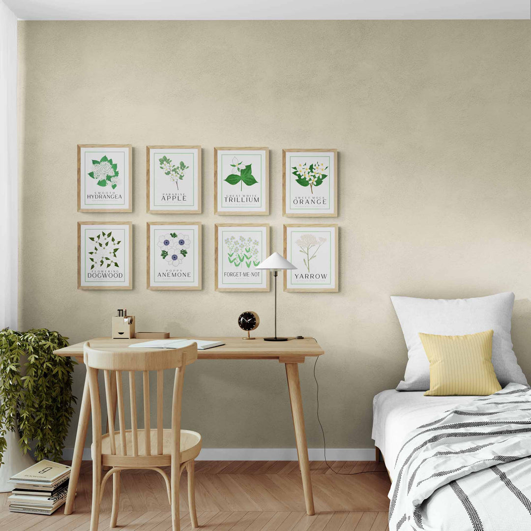 Poppy Anemone (White) | Flower Art Prints