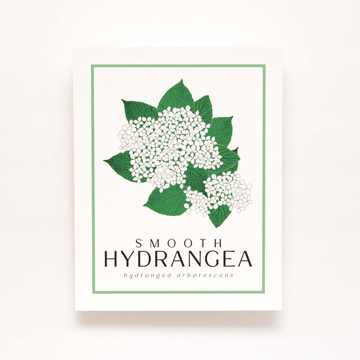 Hydrangea | Flower Art Prints