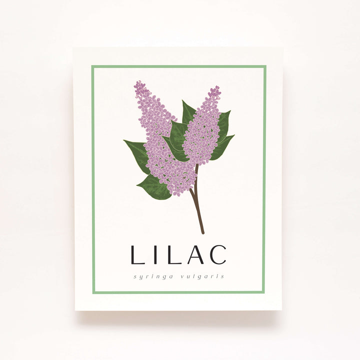 Lilac | Flower Art Prints