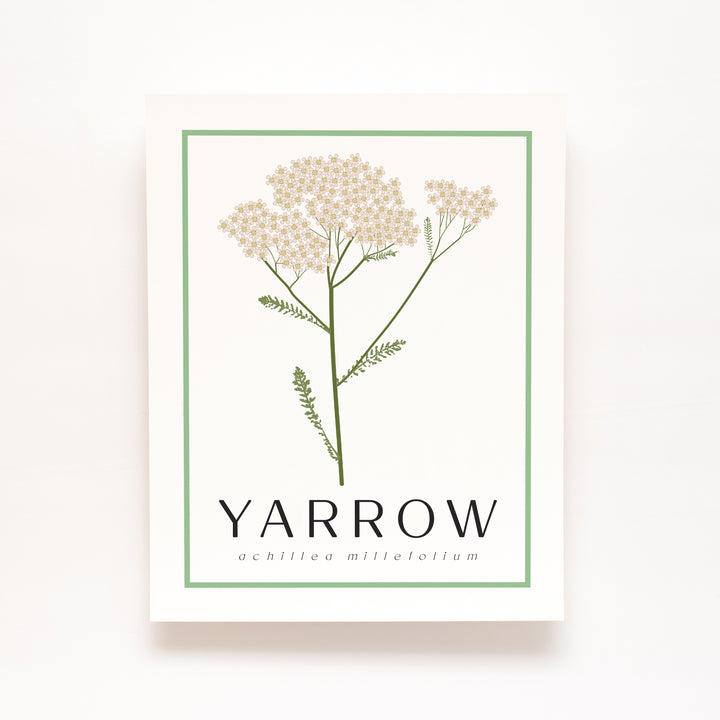 Yarrow | Flower Art Prints