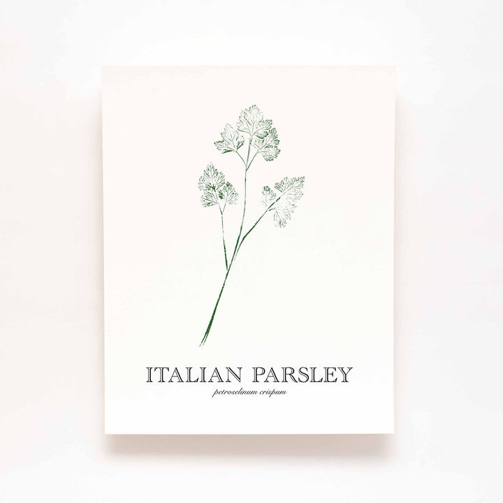 Italian Parsley | Herb Wall Art