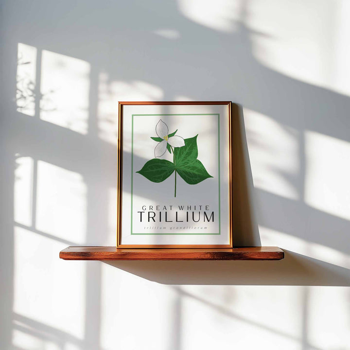 Trillium | Flower Art Prints