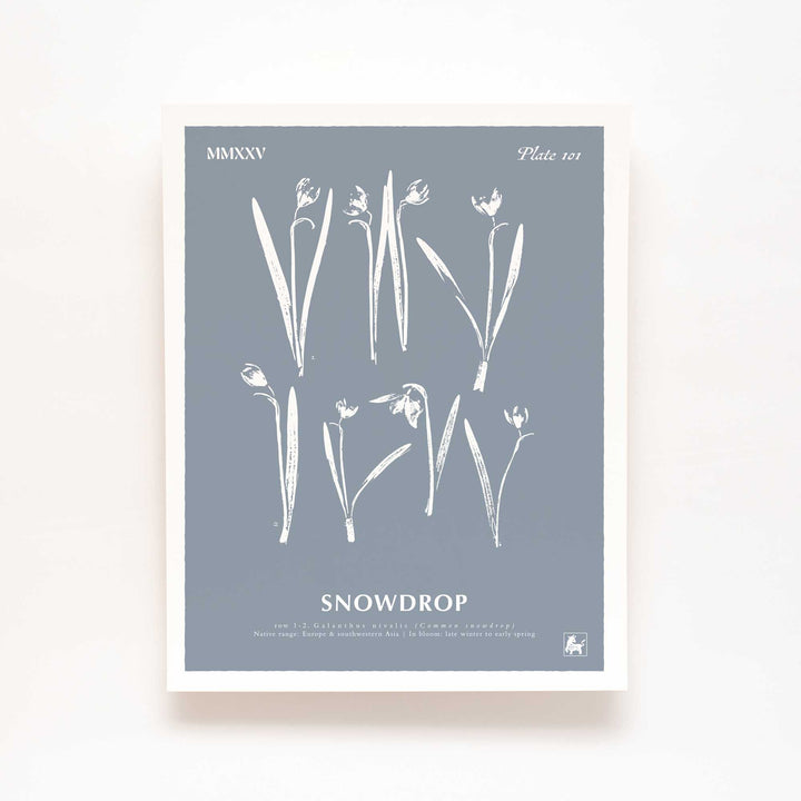 January | Snowdrop