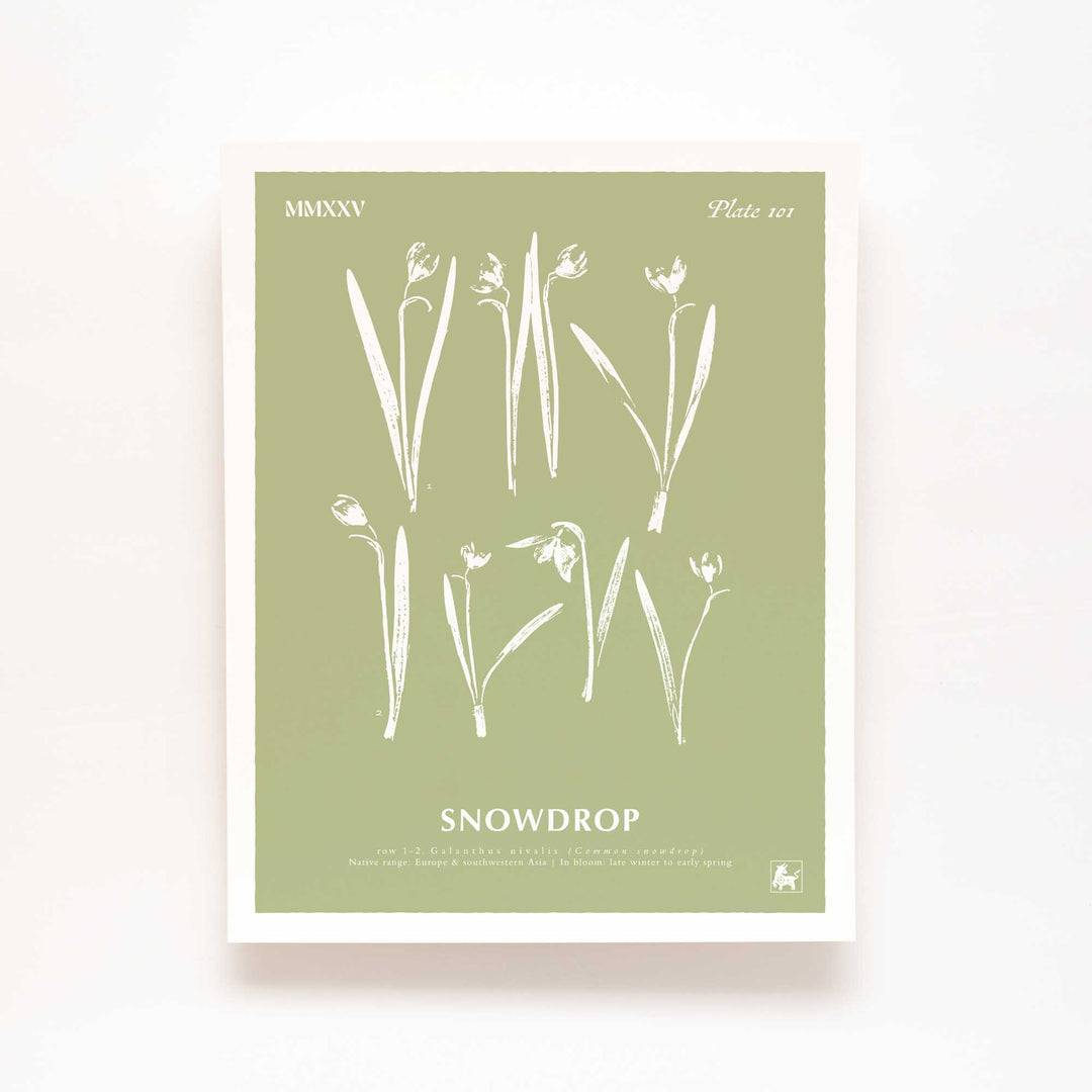 January | Snowdrop