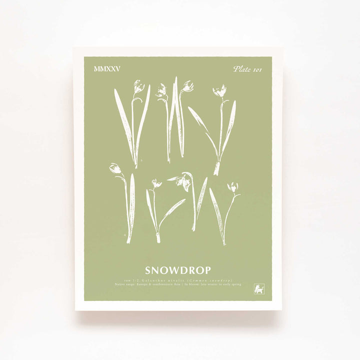 January | Snowdrop