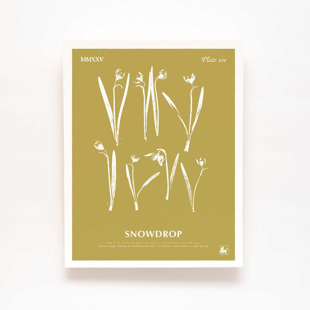 January | Snowdrop