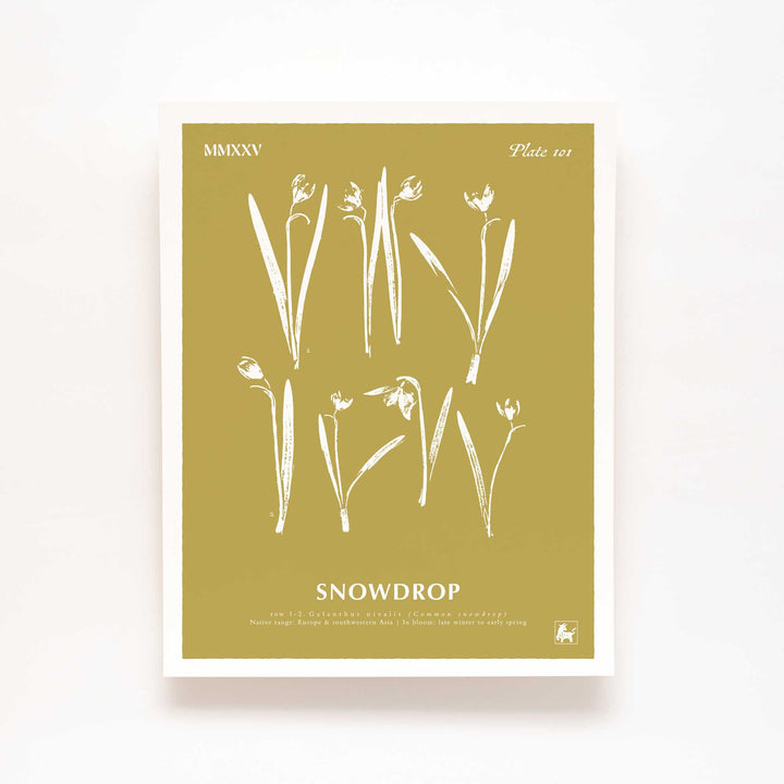 January | Snowdrop