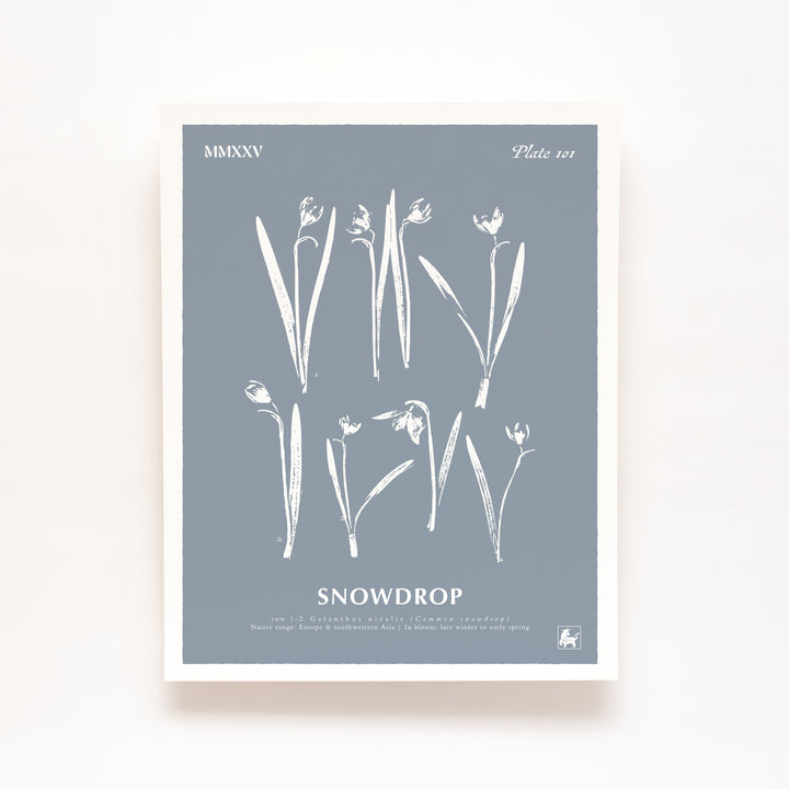 January | Snowdrop