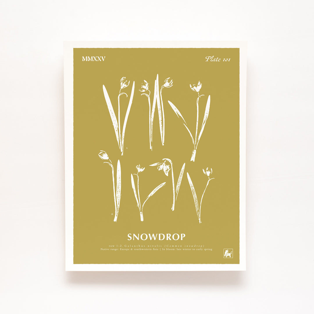 January | Snowdrop