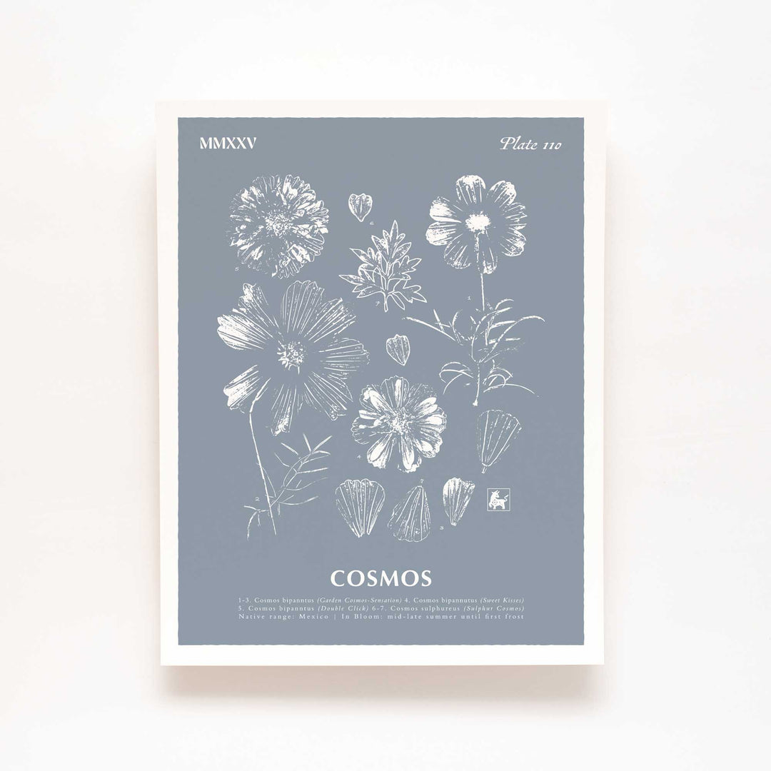 October | Cosmos