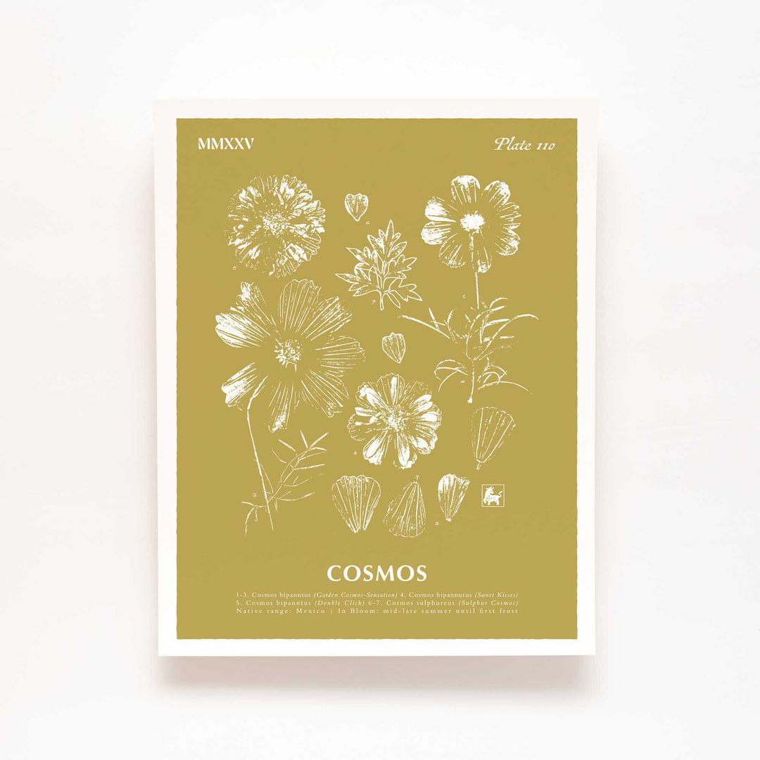 October | Cosmos