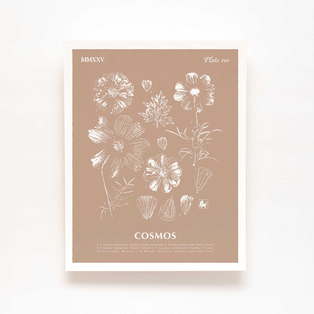October | Cosmos
