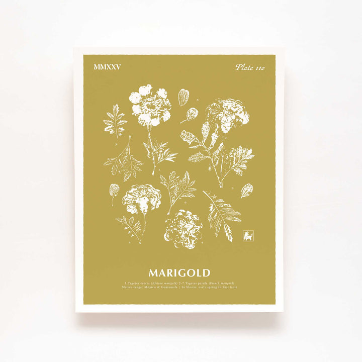 October | Marigold