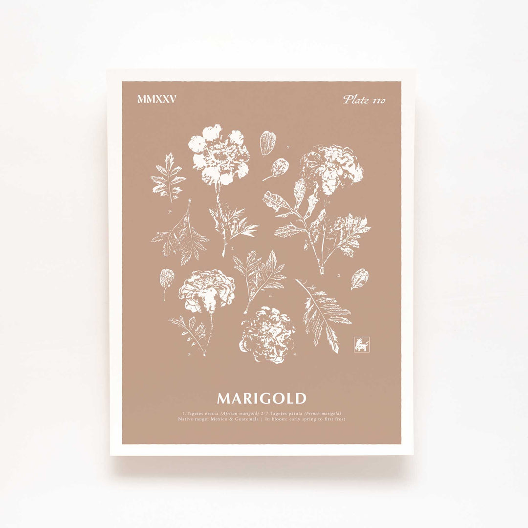October | Marigold