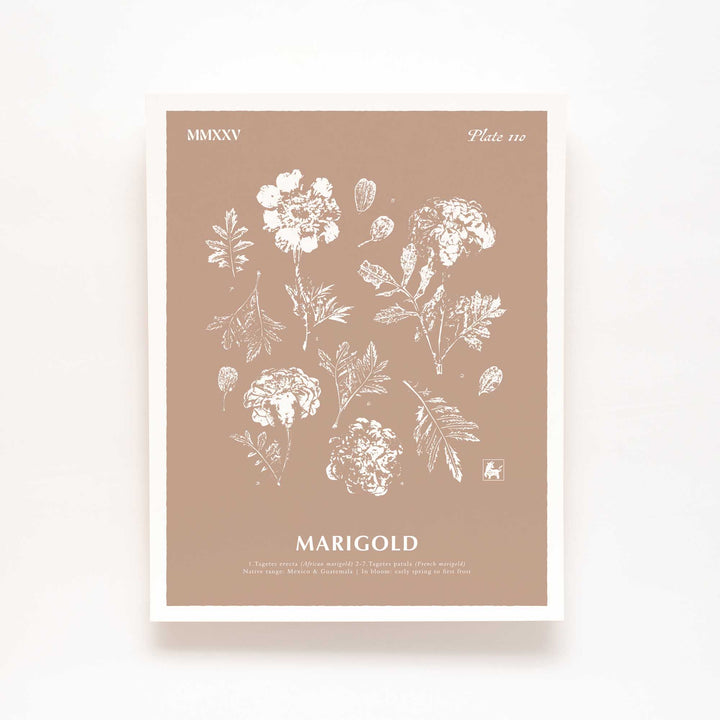 October | Marigold