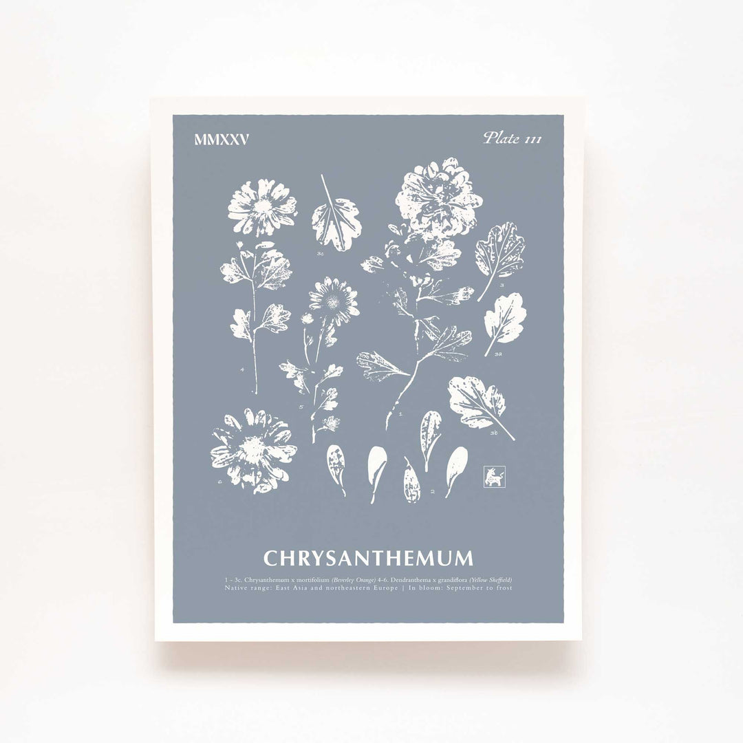 November | Chrysanthemum