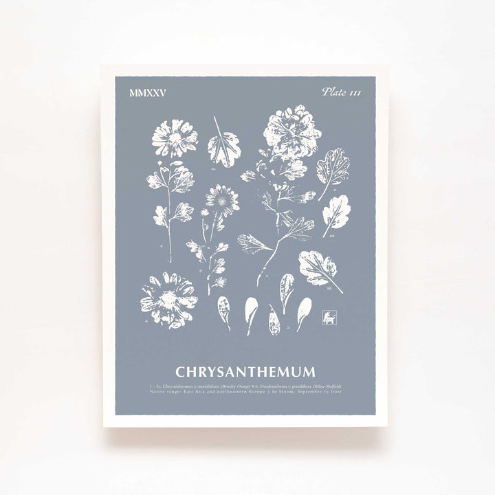 November | Chrysanthemum