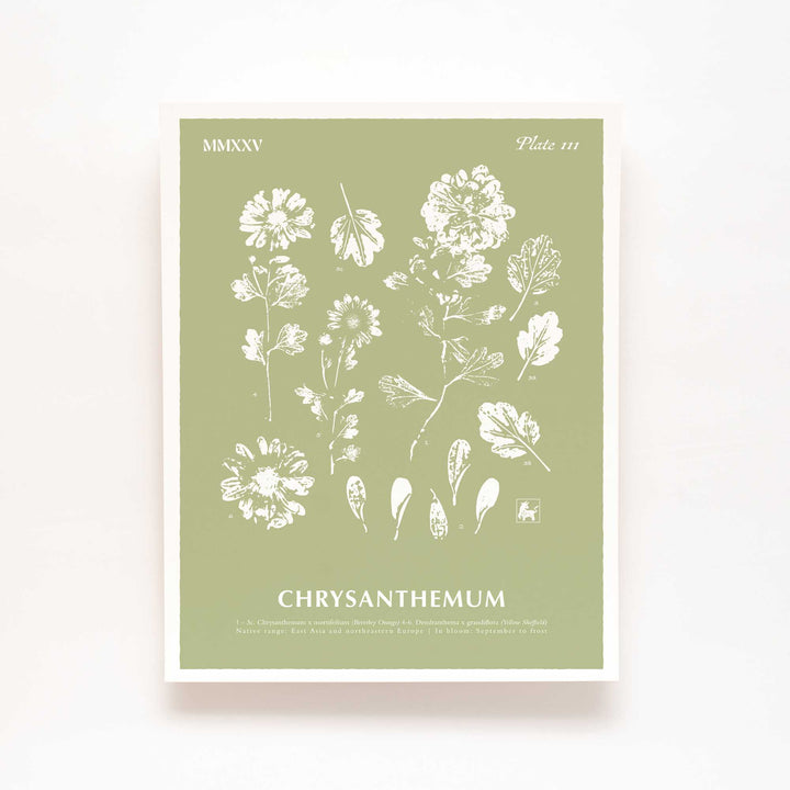 November | Chrysanthemum