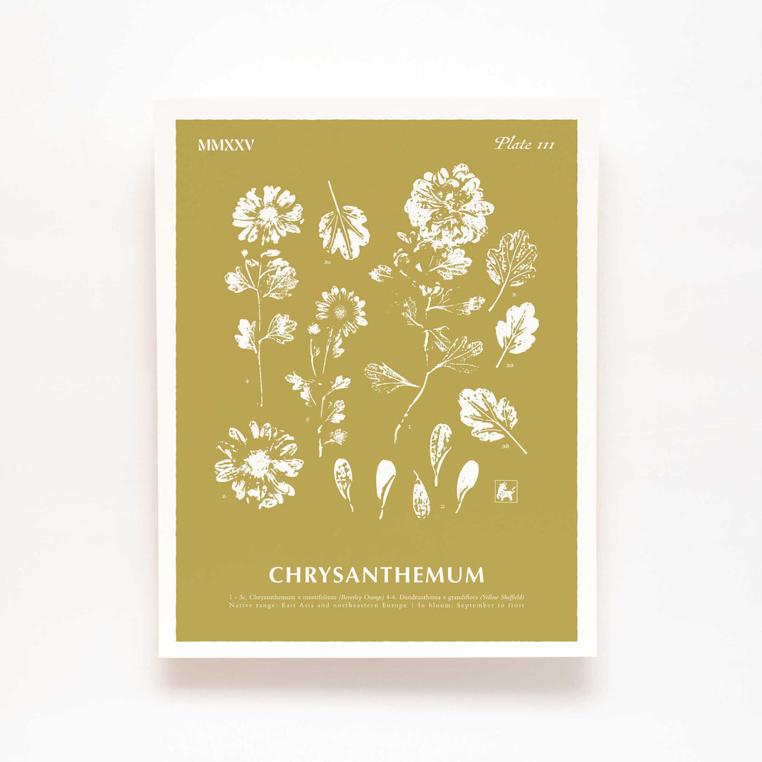November | Chrysanthemum