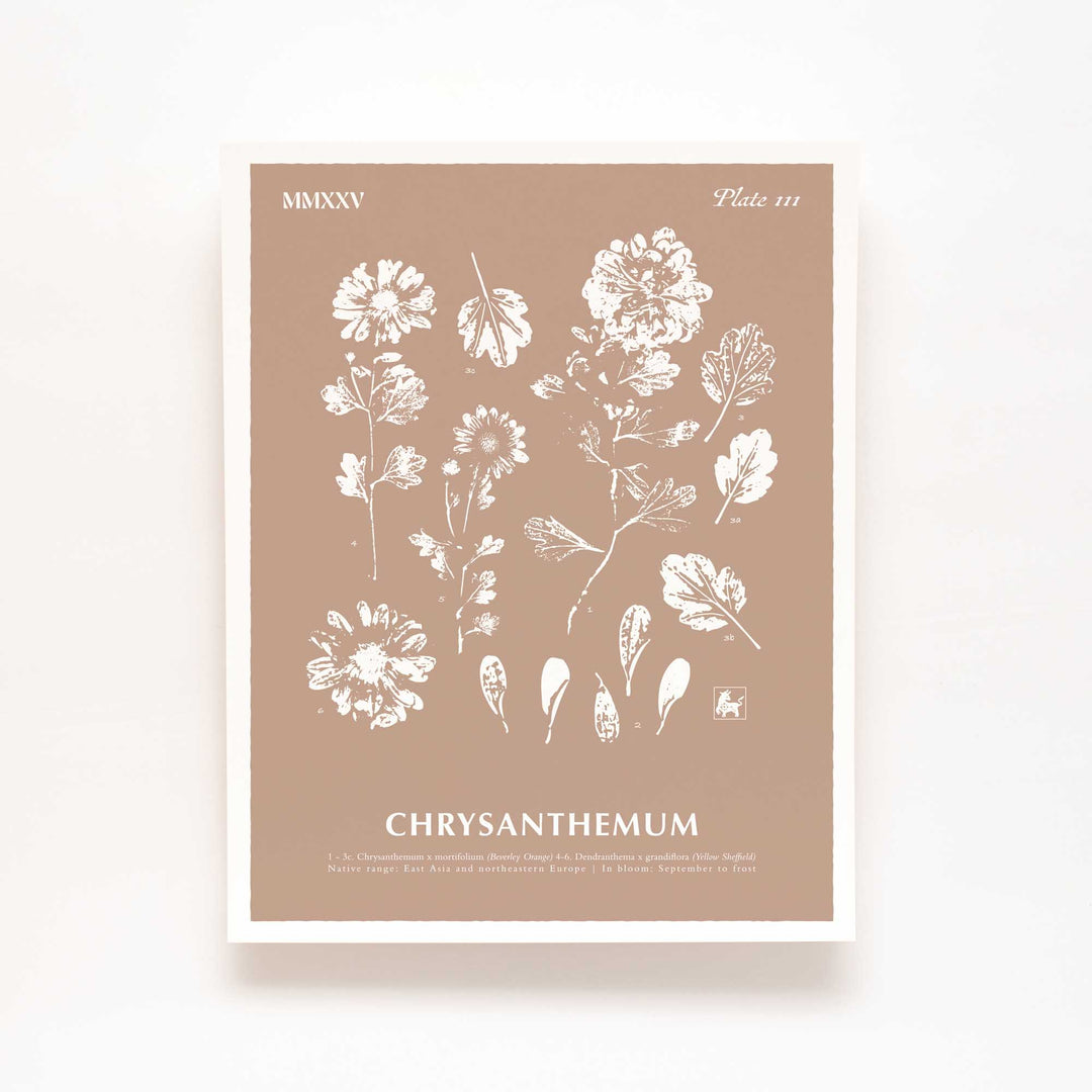 November | Chrysanthemum