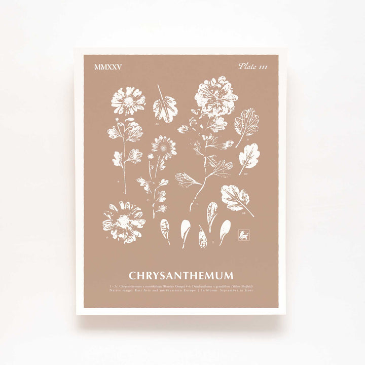 November | Chrysanthemum