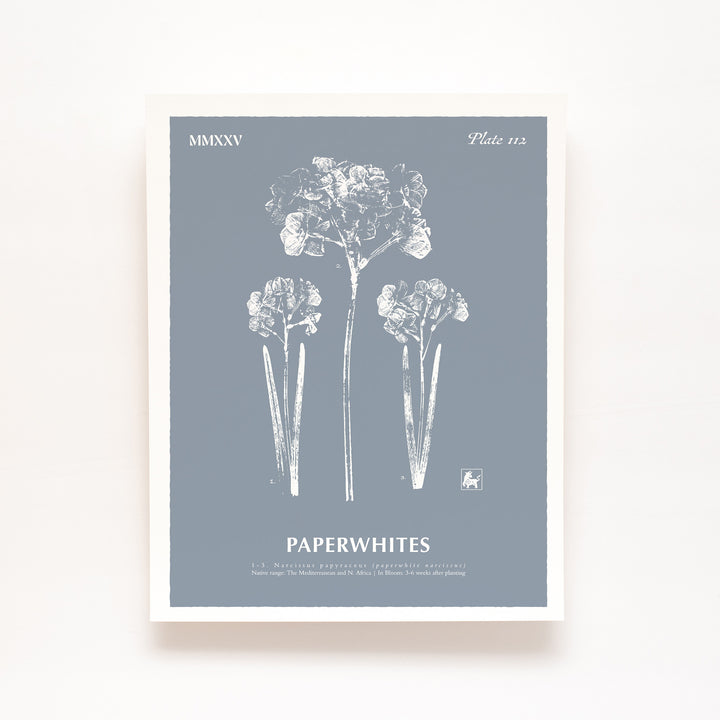 December | Paperwhites