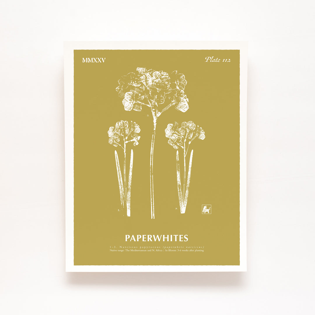 December | Paperwhites