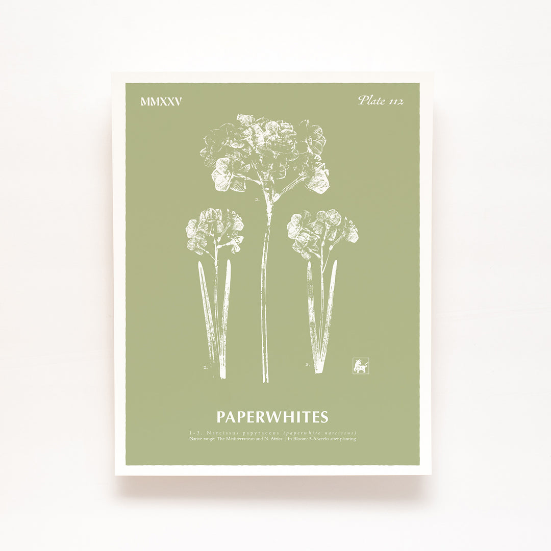December | Paperwhites