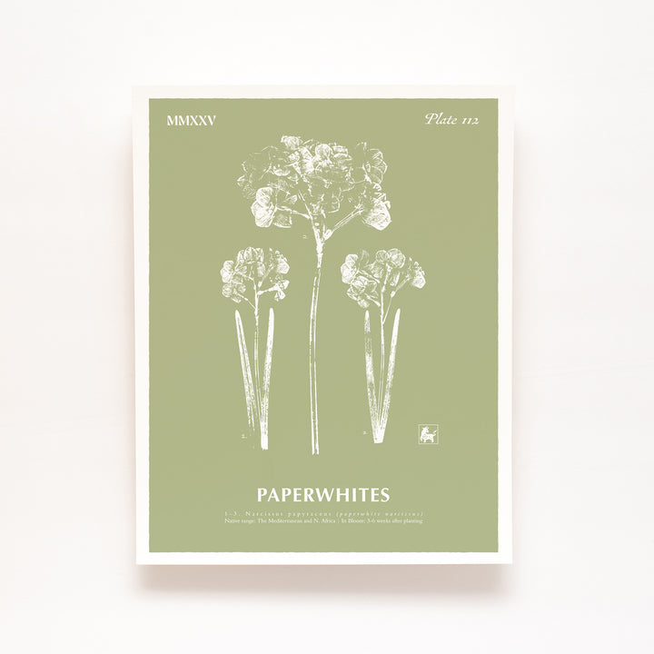 December | Paperwhites