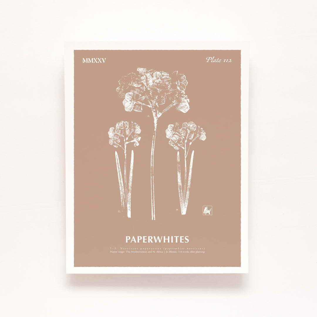 December | Paperwhites