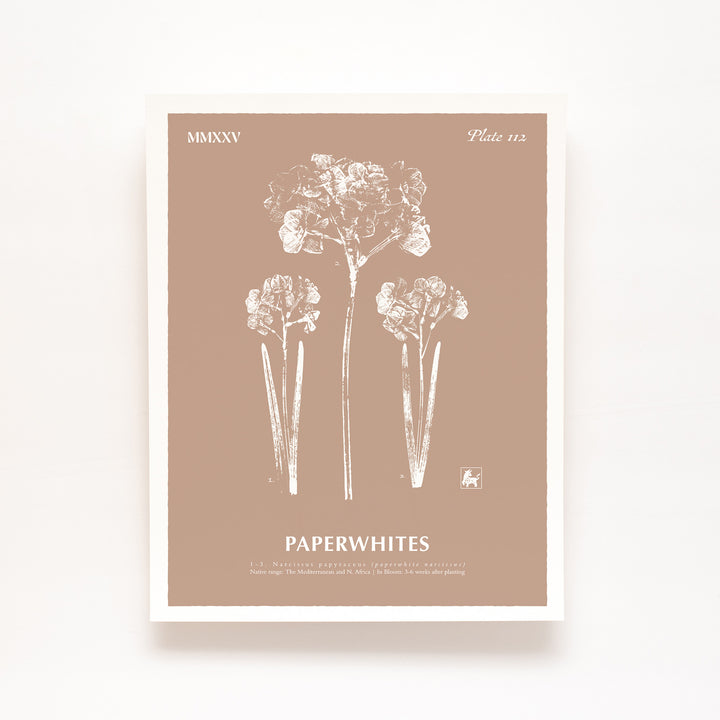 December | Paperwhites