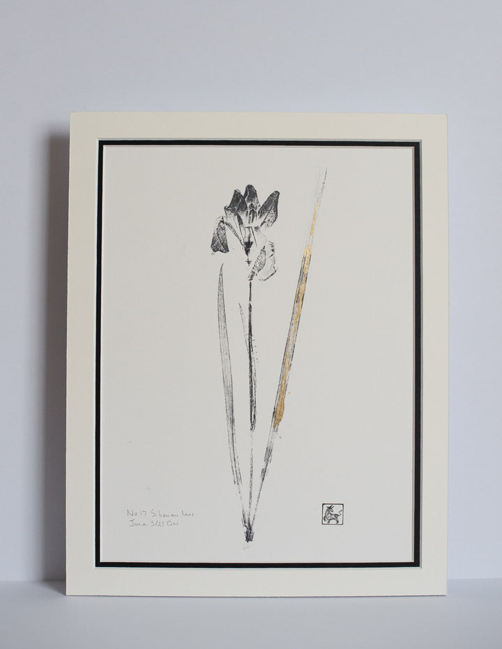 No 17. Siberian iris