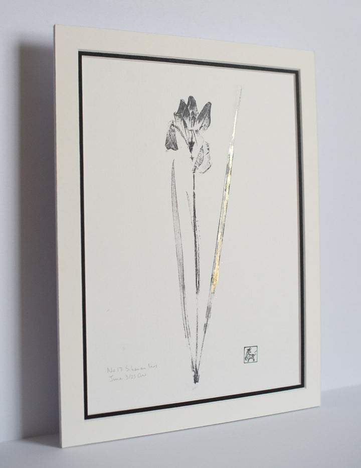 No 17. Siberian iris