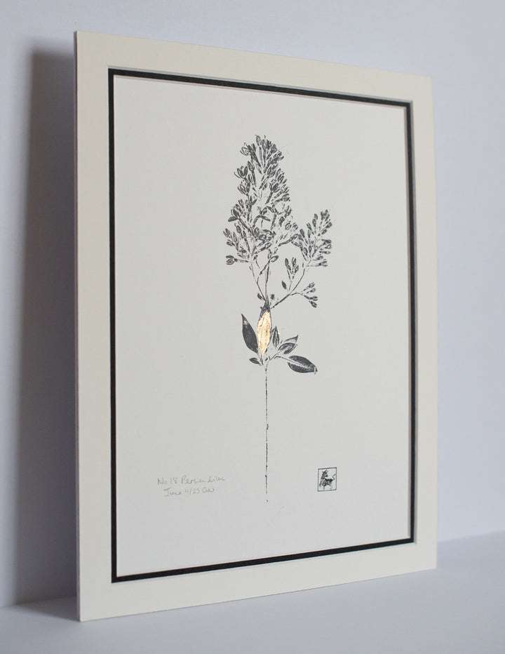 No 18. Persian lilac