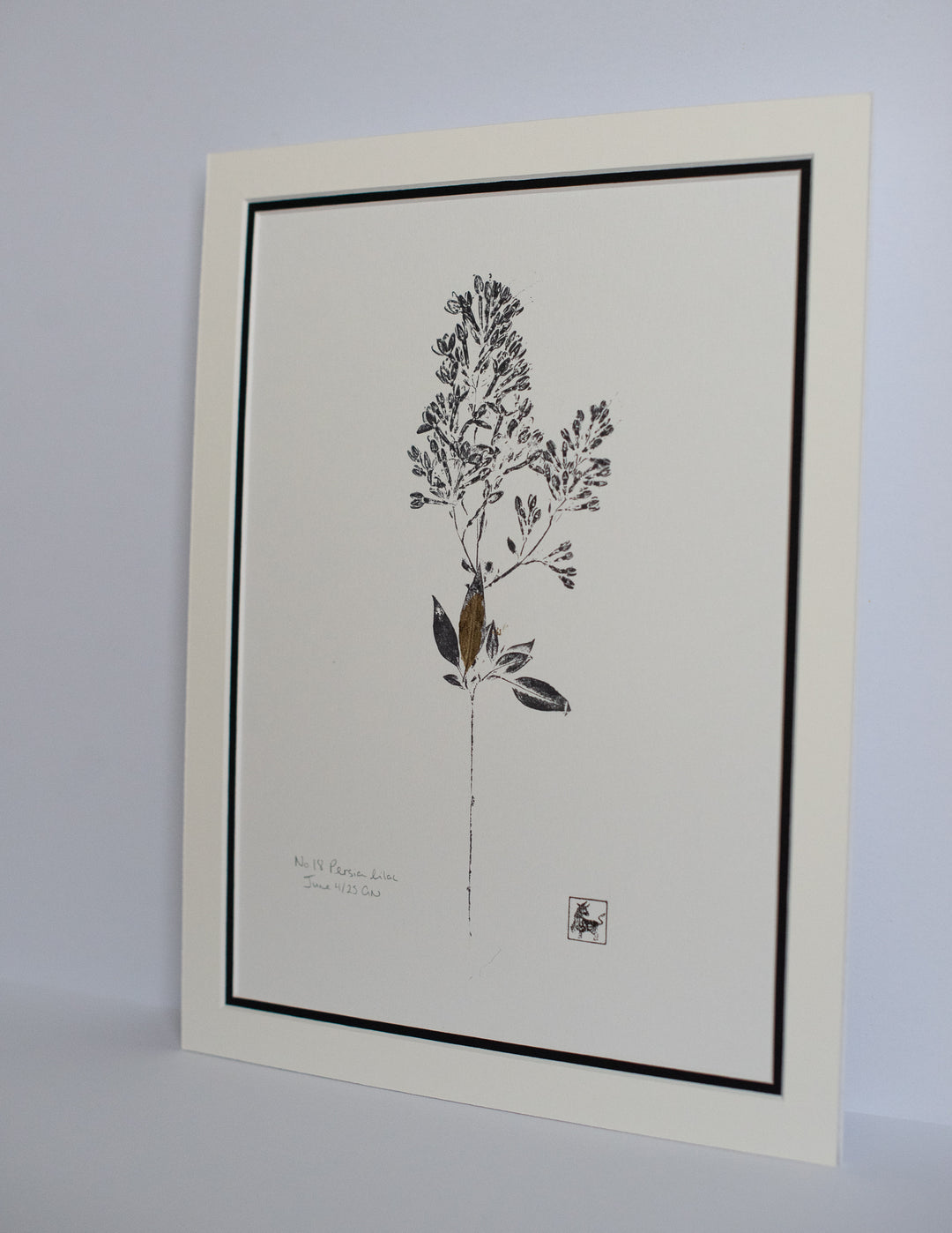 No 18. Persian lilac