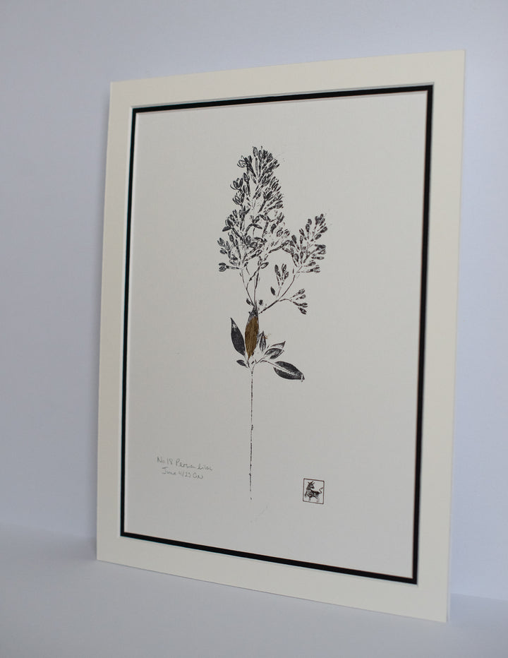 No 18. Persian lilac