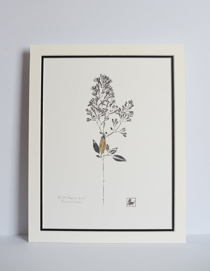 No 18. Persian lilac