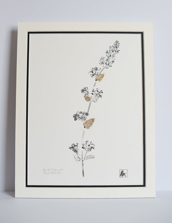 No 22. Catmint