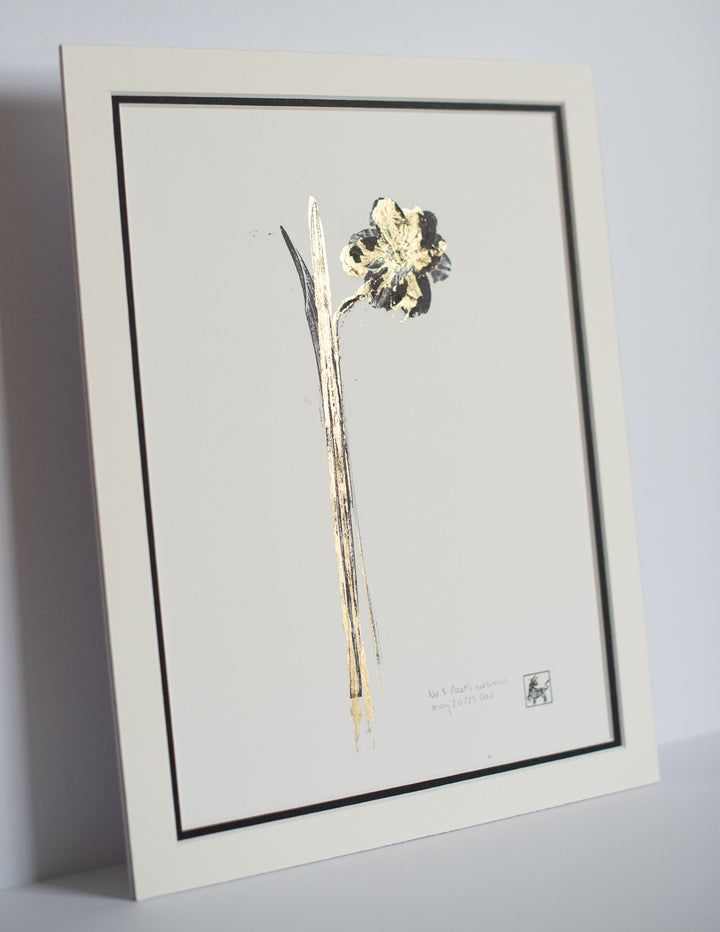 No 3. Poet's narcissus