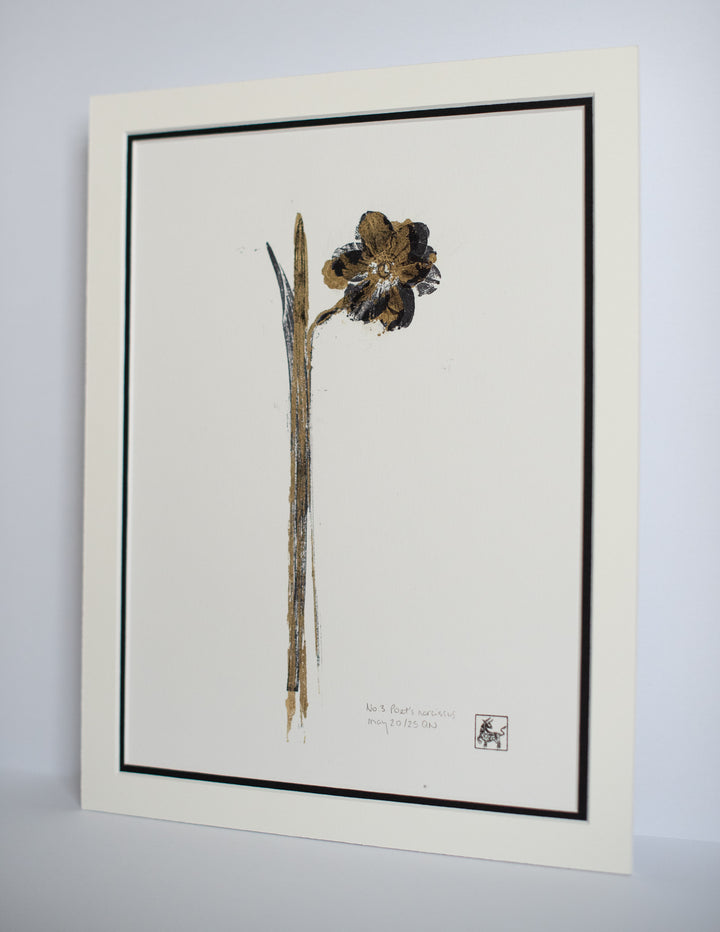 No 3. Poet's narcissus