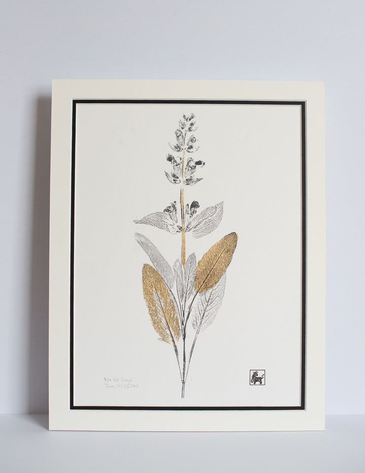 No 30. Sage